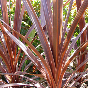 Cordyline Red Star | Grower Direct | Te Puna | Bay of Plenty NZ