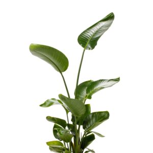 Strelitzia Nicholai