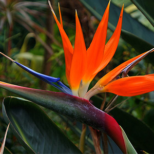 Strelitzia Reginae | Grower Direct | Te Puna | Bay of Plenty NZ