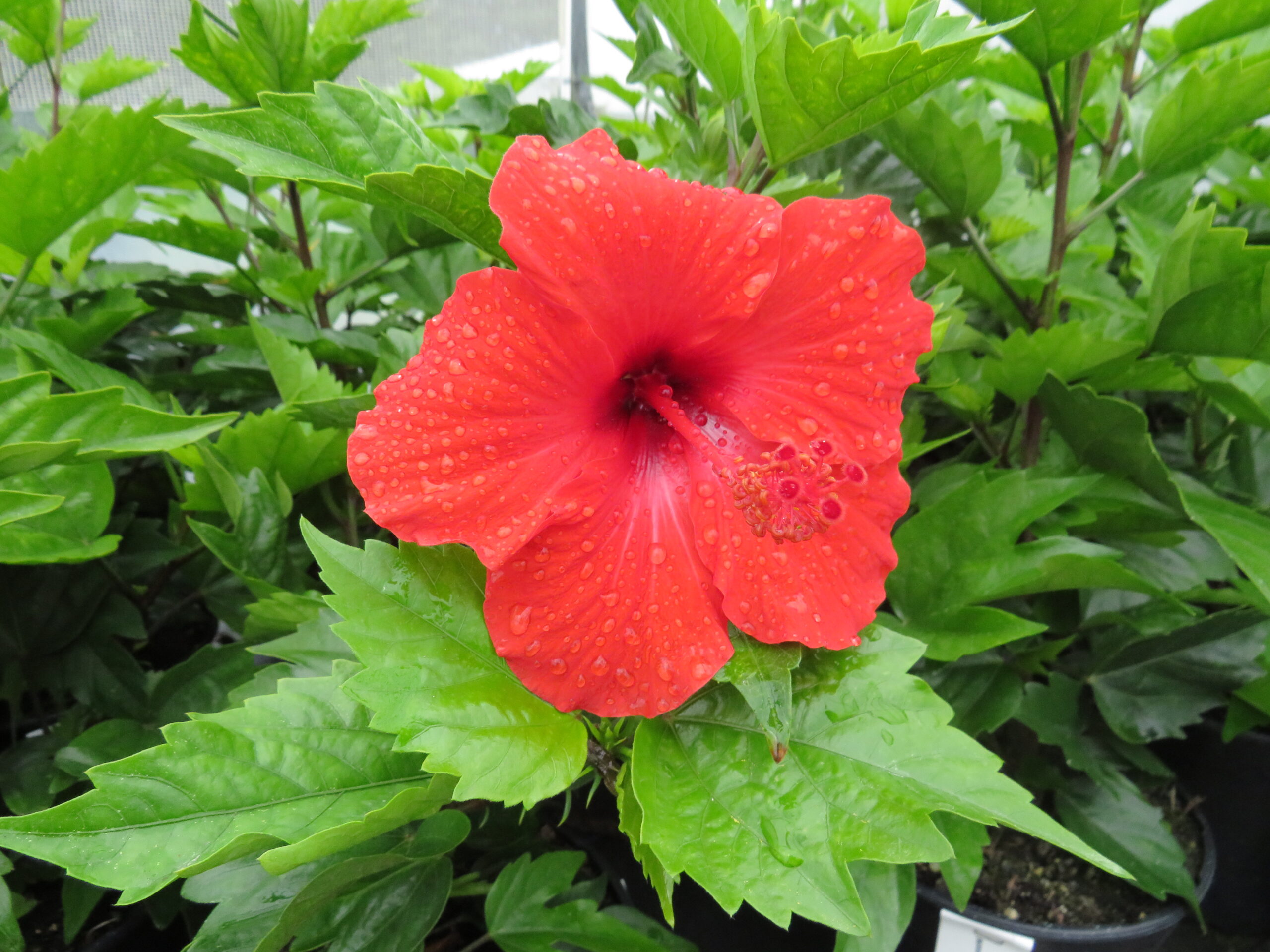Hibiscus rosa on sale