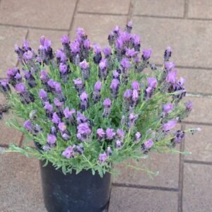 Lavender Banderra Purple