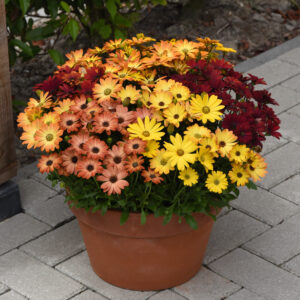 Osteospermum Akila series Sunset Shades